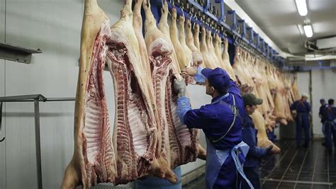 pork carcasses hang  metal stock footage video  royalty   shutterstock