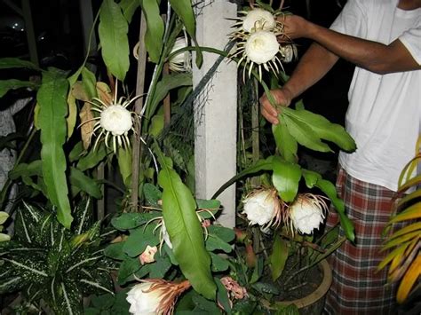 4 cara menanam bunga bakawali paling mudah dilakukan
