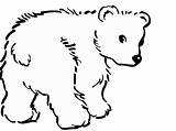 Coloring Polar Bears Baby Pages Bear Draw Outlines Colouring Christmas Cliparts Print Book Cute Magazine Clipart Cub Popular Animal Color sketch template