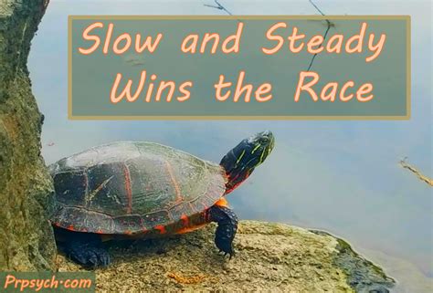 slow and steady wins the race park ridge psychological