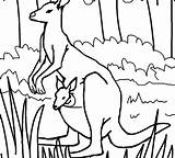 Canguru Kangaroo Getcolorings Floresta Carregando Filhote Tudodesenhos sketch template