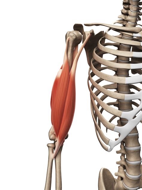 biceps muscles brachii brachialis