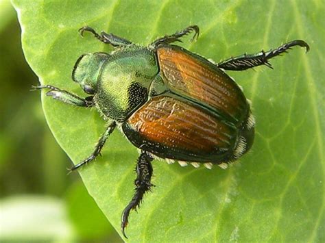 japanese beetle cooperative extension insect pests ticks and plant