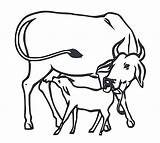 Cow Calf Drawing Clipart Cows Svg Inc Drawings Transparent Clipartbest  Paintingvalley Getdrawings Webstockreview Clip Clipground sketch template
