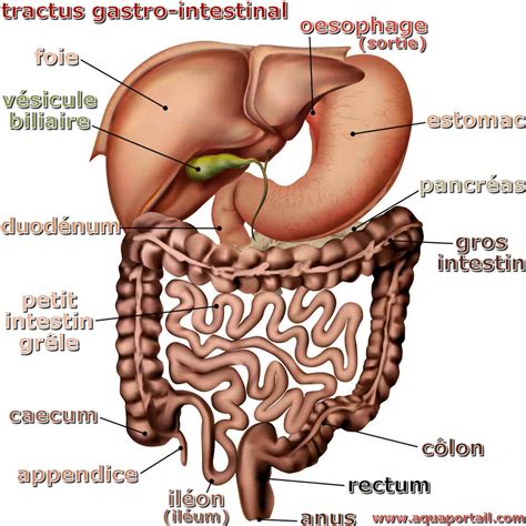 tractus gastro intestinal definition  explications