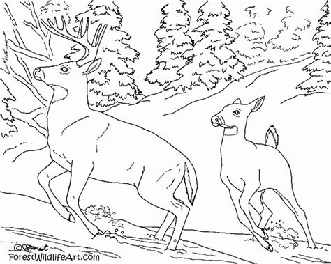 forest animals coloring pages   forest animals