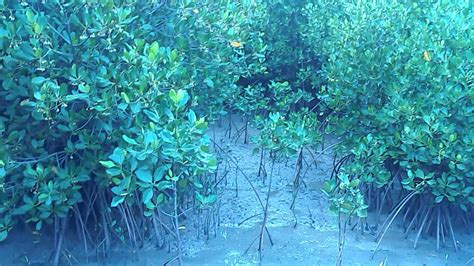 hutan mangruf hutan bakau pantai karang jahe wisata di kota rembang part 4 youtube