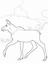 Moose Baby Coloring Pages Printable Supercoloring Categories sketch template