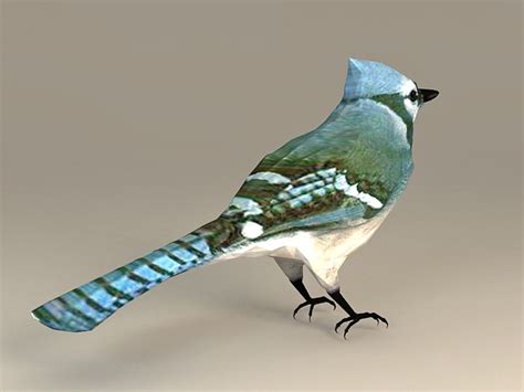 tree swallow bird  model  studio files   modeling   cadnav