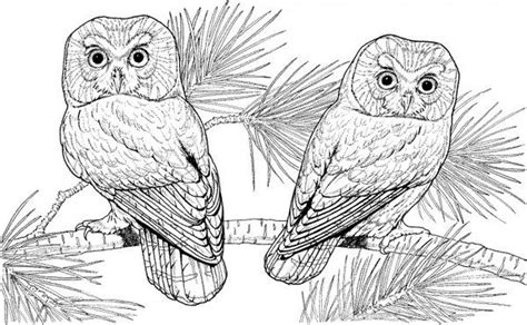 owl colouring pages picture  owl coloring pages detailed coloring