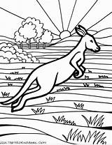 Coloring Pages Australian Kangaroo Australia Animals Animal Colouring Color Printable Drawing Print Sheets Aboriginal Online Clipart Coloringhome Getcolorings Getdrawings Library sketch template