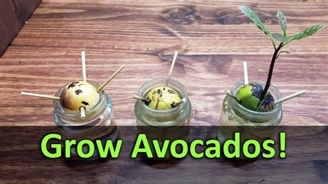 How To Grow An Avocado Plant From Seed Youtube