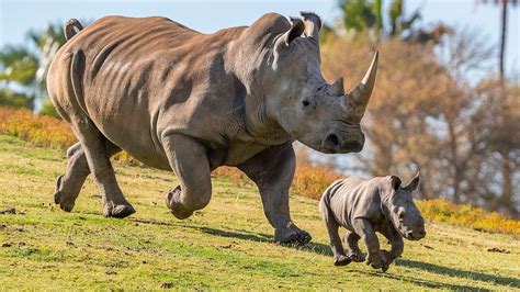 baby rhino born   science youtube
