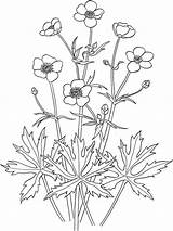 Buttercup Coloring Pages Flower Flowers Printable sketch template