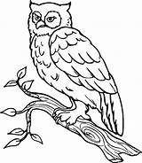 Owl Snowy Coloring Print Color Pages Popular sketch template