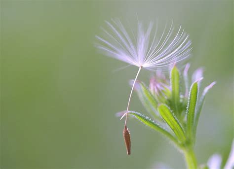 Ảnh Hoa Bồ Công Anh Dandelion Tuyệt đẹp