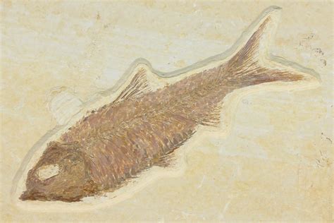 wyoming state fossil fossil fish knightia fossileracom