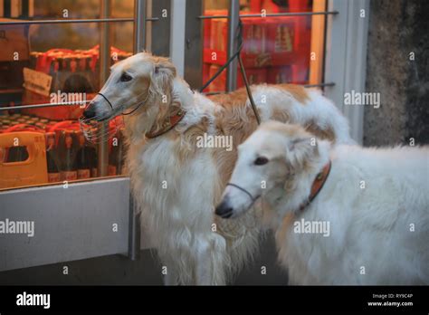 long hair greyhound stock photo alamy