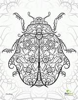 Coloring Pages Ladybug Printable Zentangle Adult Adults Colouring Beetle Color Abstract Paisley Comments Animals Book Popular Coloringhome sketch template