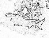Sharks Filminspector Shark Downloadable sketch template