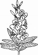 Clipart Fireweed Drawing Weed Fire Clip Coloring Line Leaf Book Clipground Big Cliparts Onlinelabels sketch template