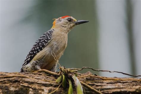 red crowned woodpecker pic  couronne rouge melanerpes