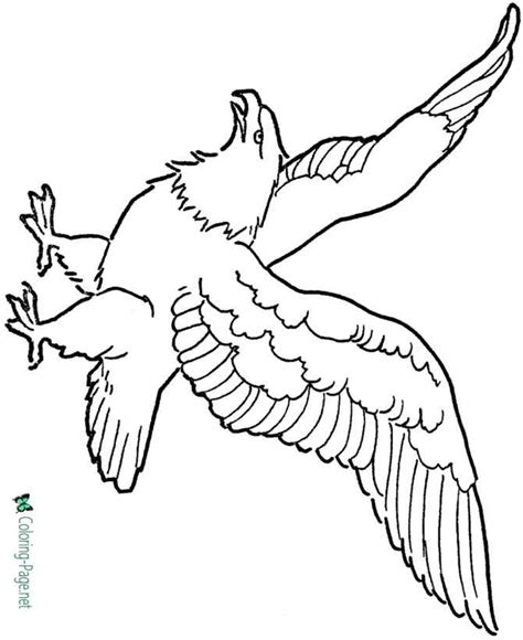 eagle coloring pages