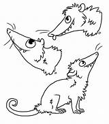 Opossum Getdrawings Drawing sketch template