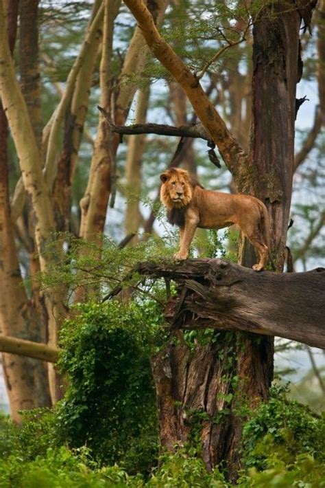 african rainforest in gaban republic of congo amazing nature