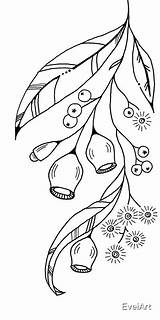 Gum Tree Drawing Nuts Redbubble sketch template