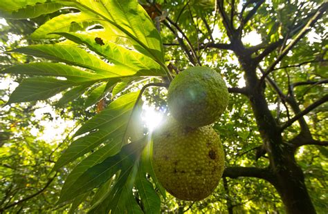 researchers  breadfruit     superfood