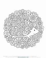 Cute Hedgehog Colouring Volinski Jess Adorable Colorir Silhuetas Floral sketch template