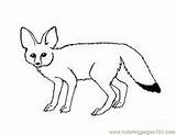Coloring Fennec Fox Pages Comments Cute sketch template