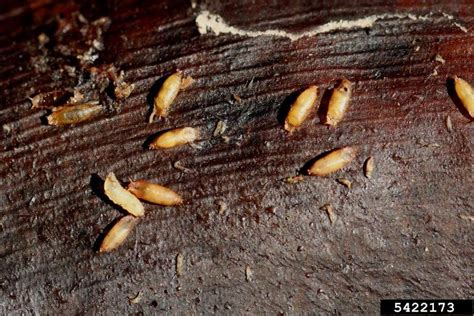 Fruit Fly Eggs And Larvae