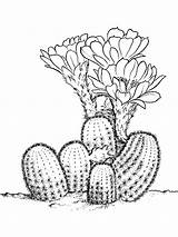 Cactus Coloring Pages Saguaro Wren Sketch Flower Color Getcolorings Printable Paintingvalley Kids Recommended sketch template