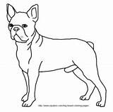 Boston Terrier Coloring Pages Dog Sheets Breed Designlooter 31kb 258px Template sketch template