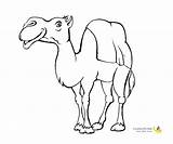 Camel Coloring Kiddo Pages Inspired Entitlementtrap 1200 1000 Published May sketch template