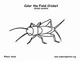Cricket Coloring Crickets sketch template
