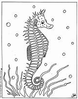 Seahorse Coloring Pages Printable Sea Horse Seahorses Print Kids Horses Colour Colouring Da Label Color Ocean Sheets Colorare Disegni Clipart sketch template