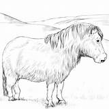 Welsh Ausmalbild Shetland Ponys Pferde Ausmalen Supercoloring Pferd Cob Mandalas sketch template