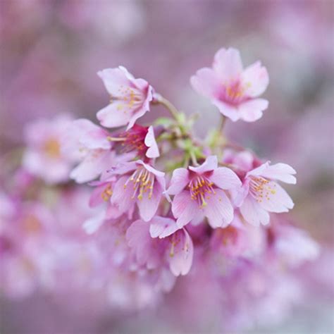 buy ornamental cherry blossom tree prunus okame prunus incam okame