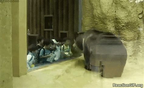 dancing bear dance funny headbanging wild viral viral videos