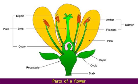 parts   flower flower structure science lessons