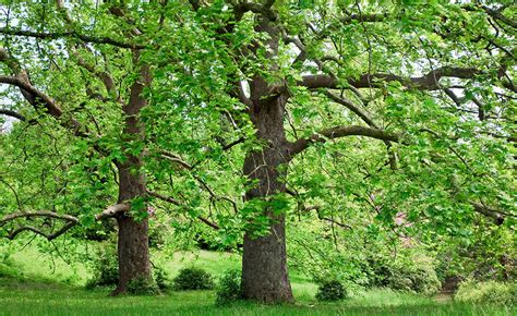 arboriculture services  hertfordshire essex kent mark walker