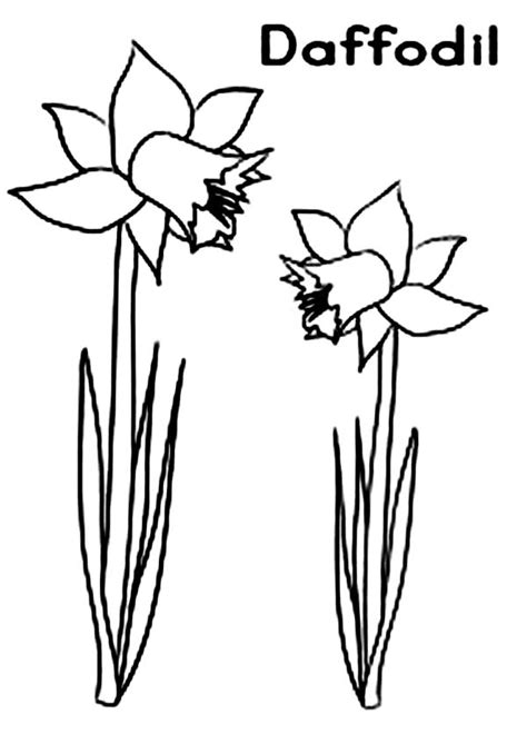 daffodil flower coloring page netart