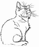 Kitten Fargelegge Kattunge Tegninger Fargelegging Katter Kategorier sketch template