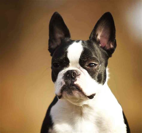 boston terrier mixed  bulldog photo bleumoonproductions