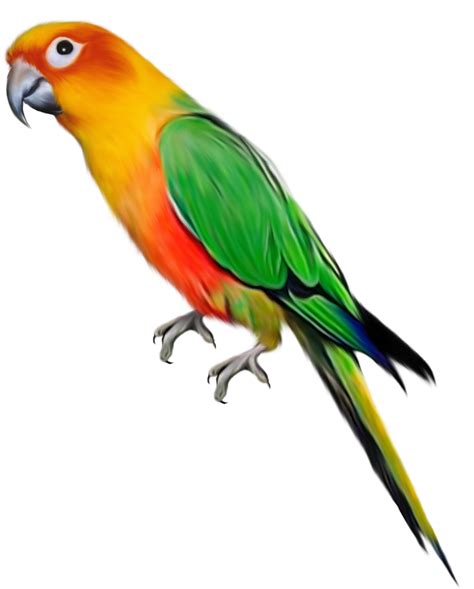 parrot png images   transparent image  size xpx