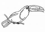 Tucano Tukan Toucan Malvorlage Uccello Coloriage Vogel Oiseau Colorir Imprimir Toekan Kleurplaat Tudodesenhos Educolor Kleurplaten Große Herunterladen Téléchargez sketch template