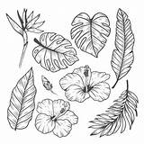 Tropicales Feuilles sketch template